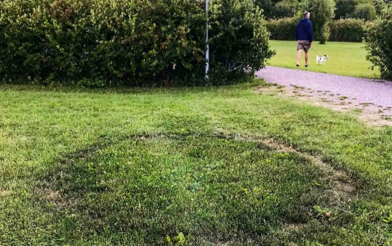 Ring av svampar på en gräsmatta.