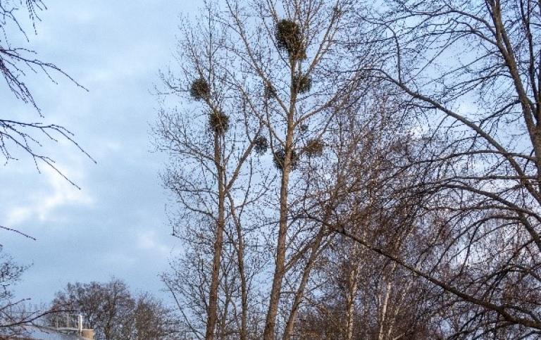 Mistlar i björkar, troligen vinter då träden inte har löv. I bakgrunden syns en grön byggnad.