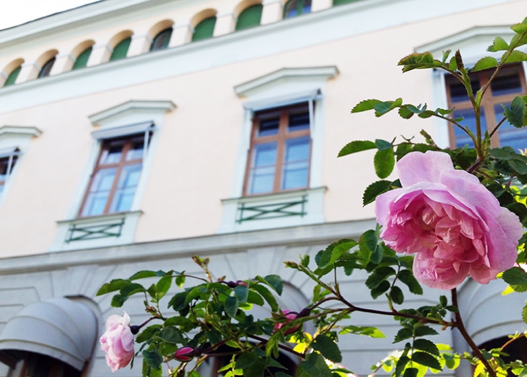 Poppius rose outside Bloms hus, Frescati.