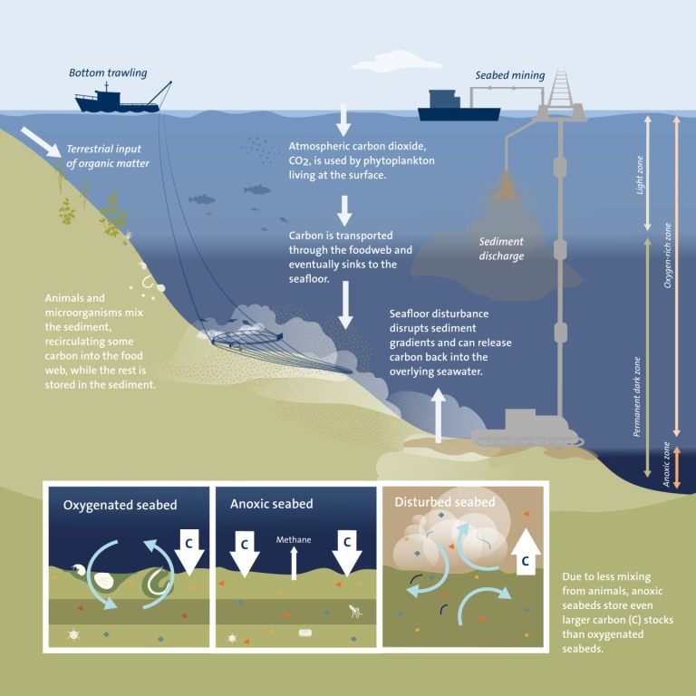Carbon storage and effects of seafloor disturbance