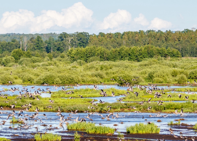 Flock of geese flying over a wetland.