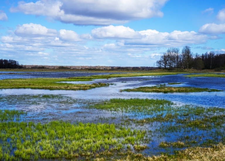 Wetland