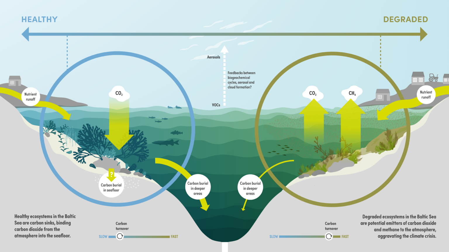 Illustration showing that healthy coastal ecosystems act as carbon sinks whereas degraded ecosystems can become net sources of greenhouse gases.