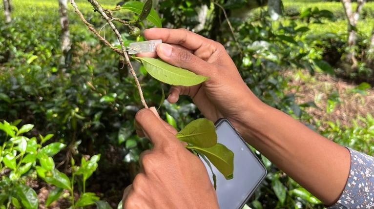 Teplantage på Sri Lanka.