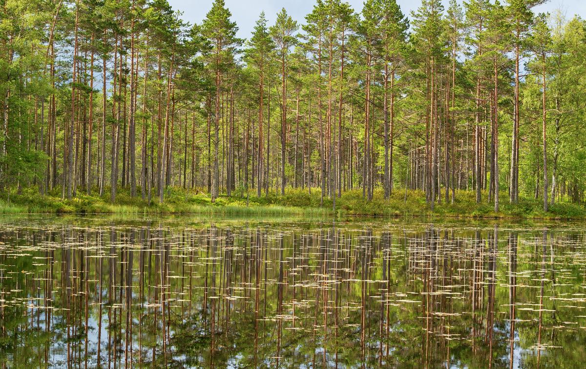 Skogssjö