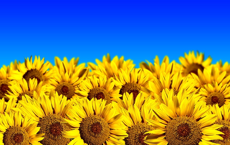 Fält med solrosor och knallblå himmel.