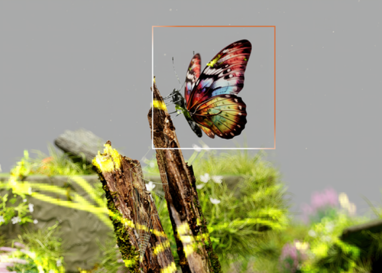 Butterfly