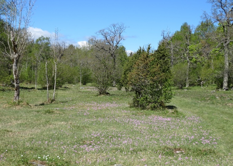 hävö