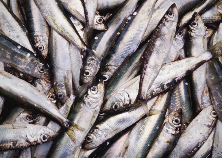 Nyfångad strömming