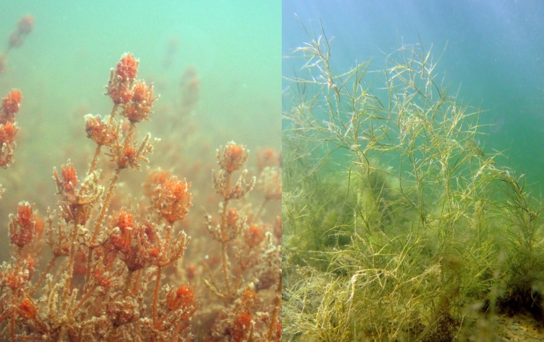 Close-up of aquatic plant Chara tomentosa. Photo: Joakim Hansen