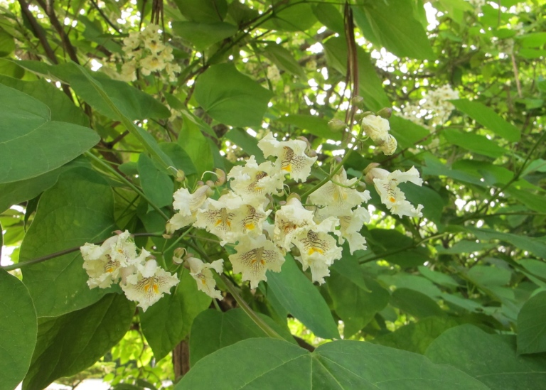 Blommande katalpa