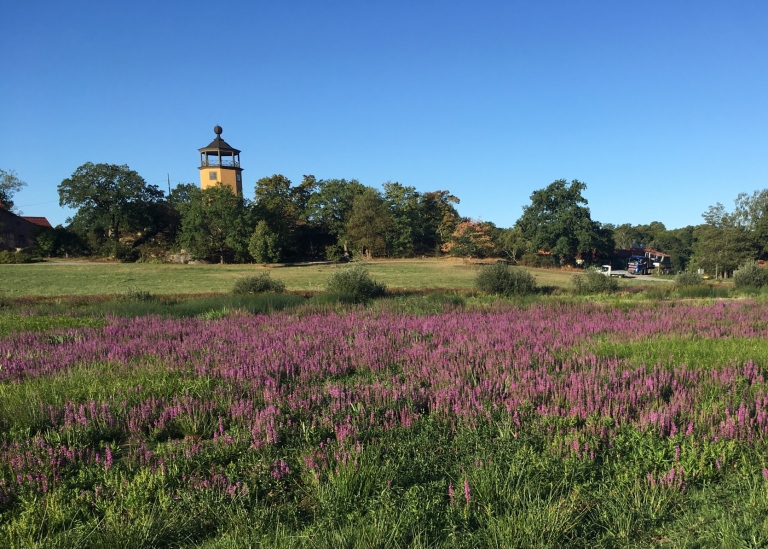 Tornet sett från Våtmarken
