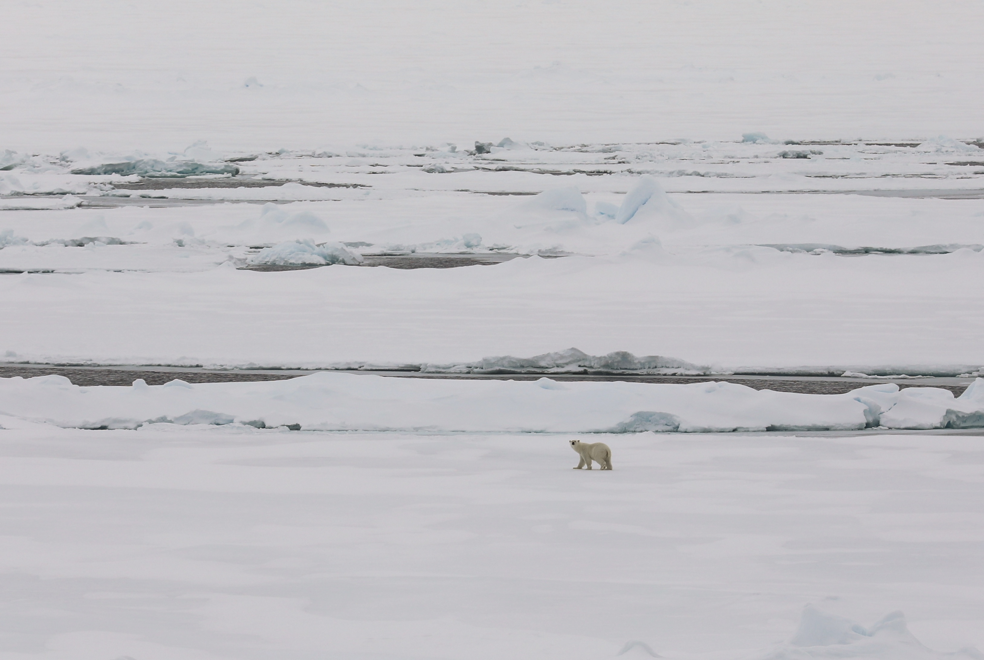 Caption: Polar bears are known to be very curious, this one kept turning to look at us.