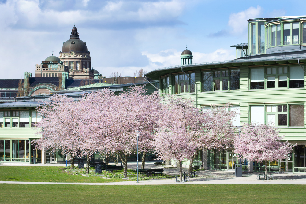 Cherry blossoms at geovetenskapens hus