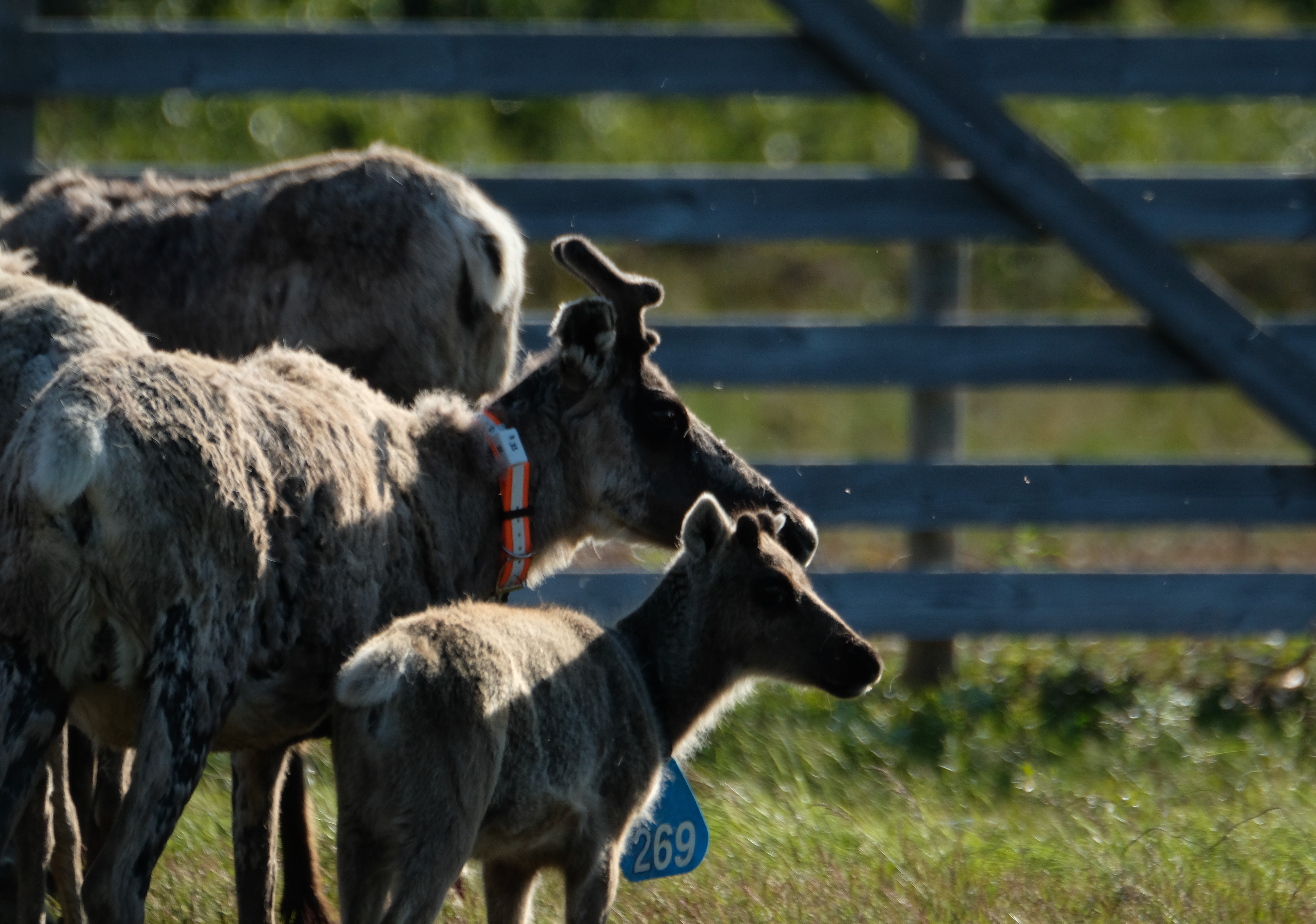 Stor och liten ren med bio-tracker på halsen