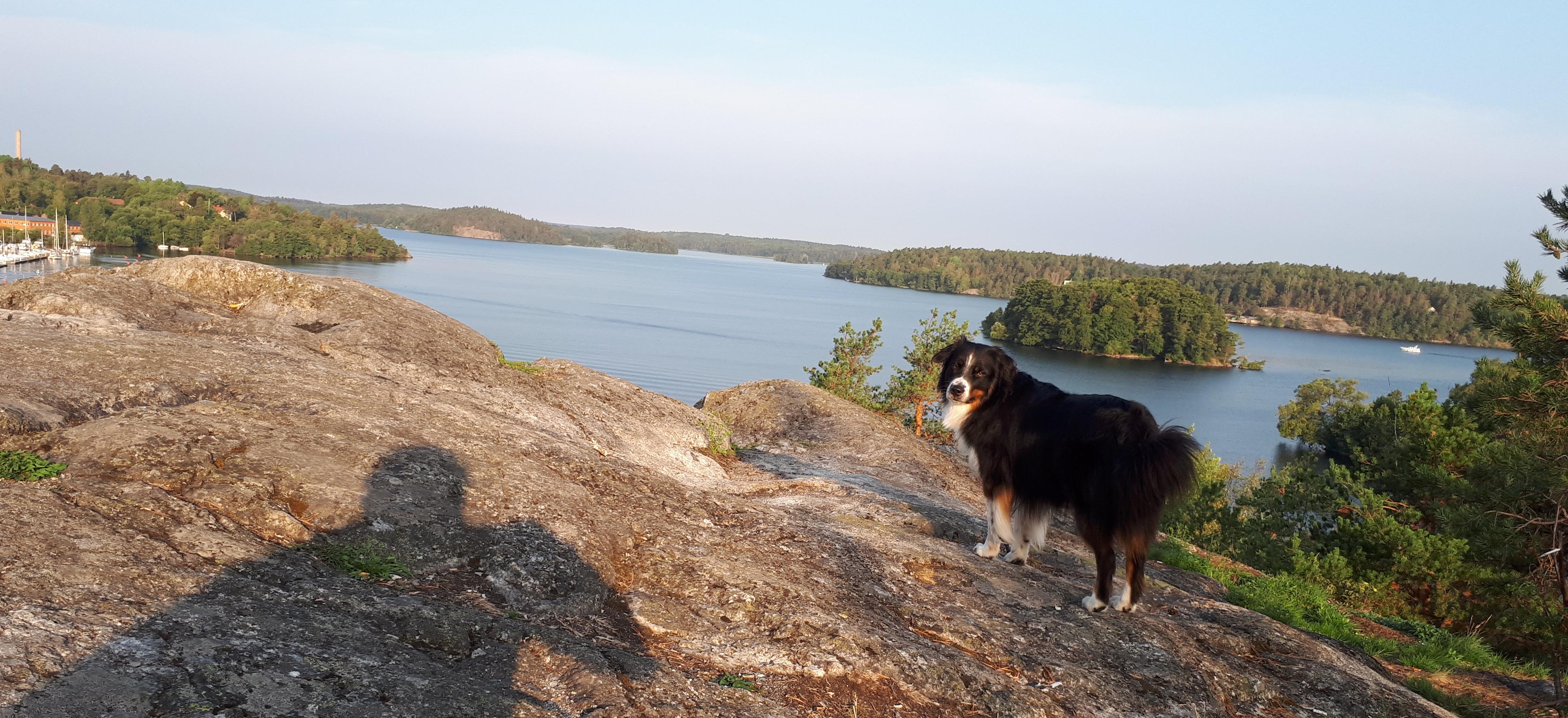 A black, brown and white dog on a cliff by the water