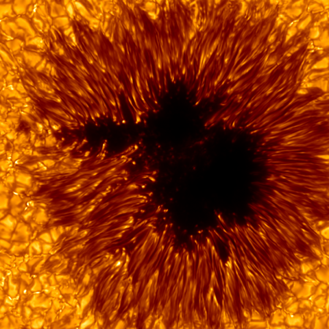 Sunspot observed by CHROMIS/SST