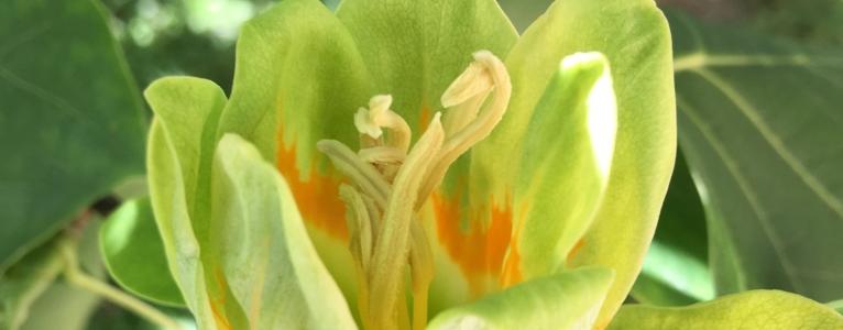 Blomma, tulpanträd