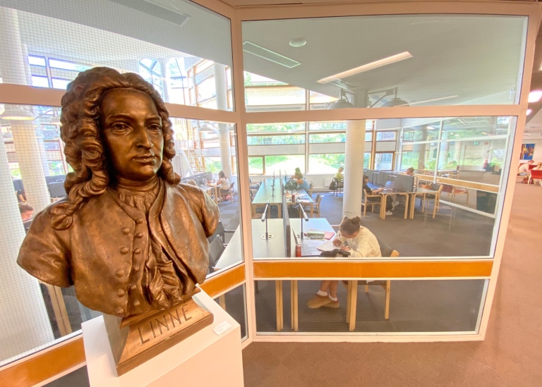 Byst av Linné framför läsesal i Stockholms universitetsbibliotek.