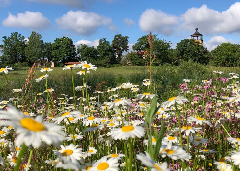 Blommande sommaräng