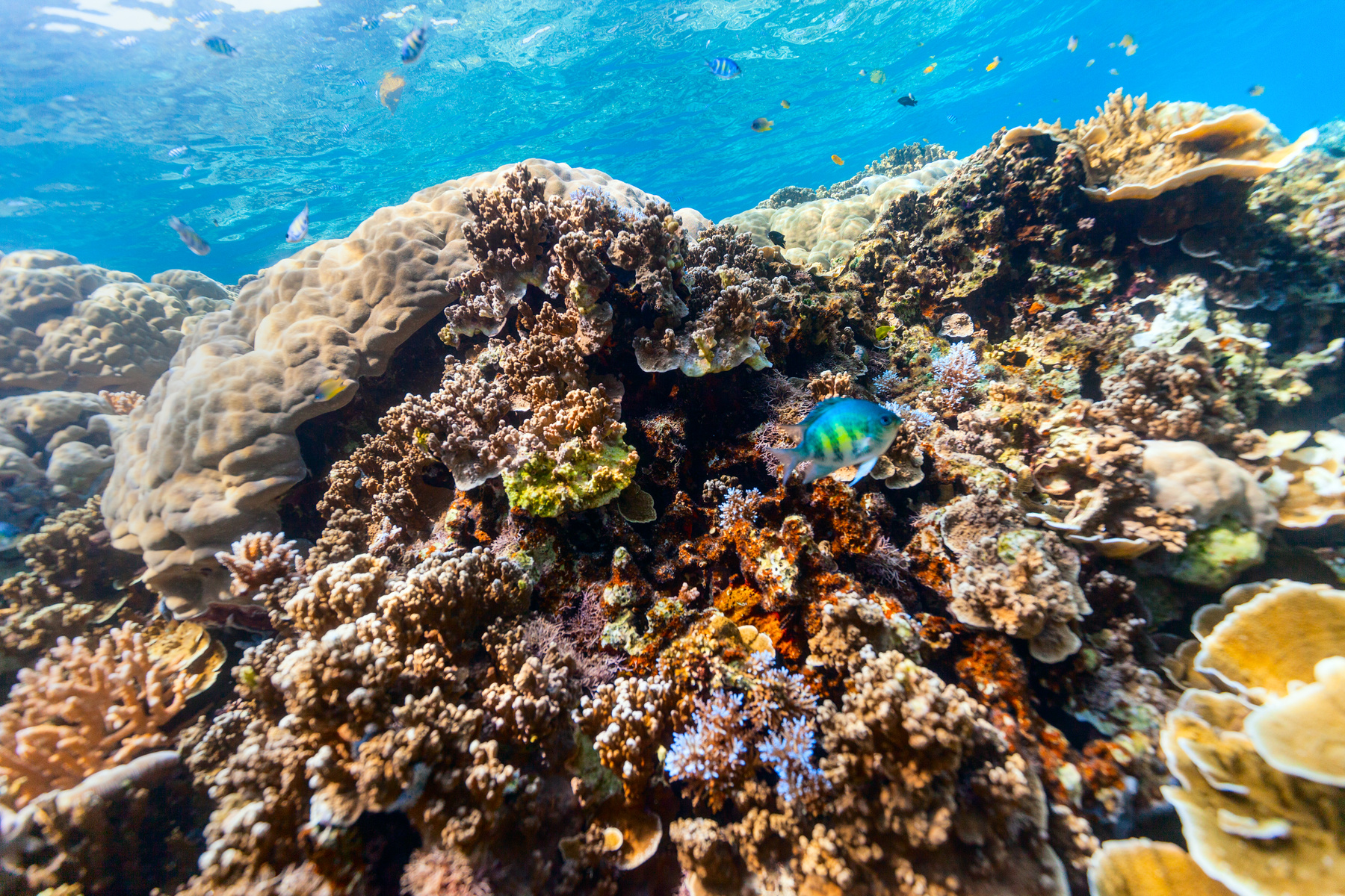 A corall reef