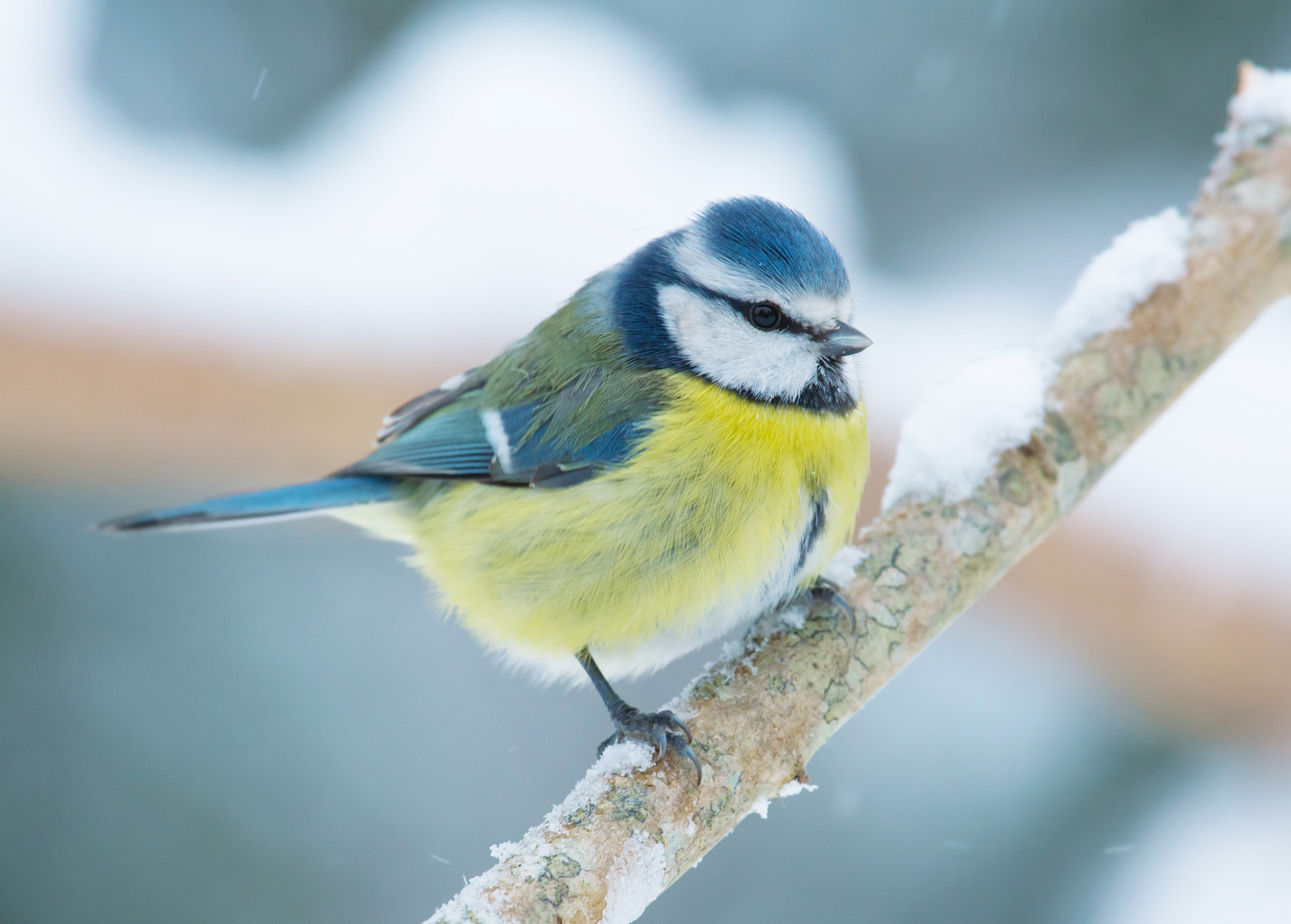 Blue tit on a branch