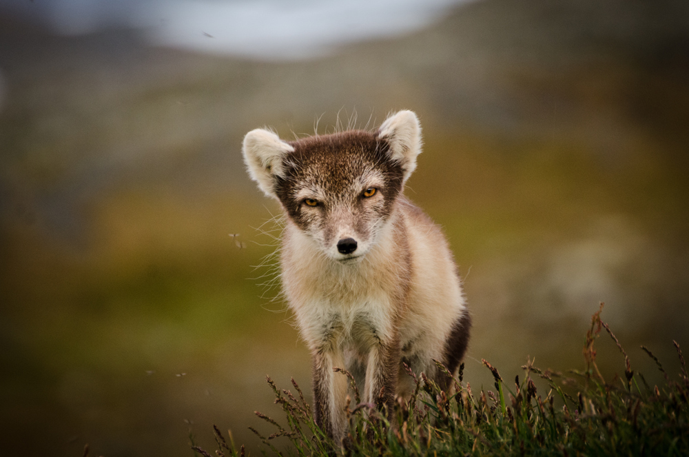 Arctic fox cub