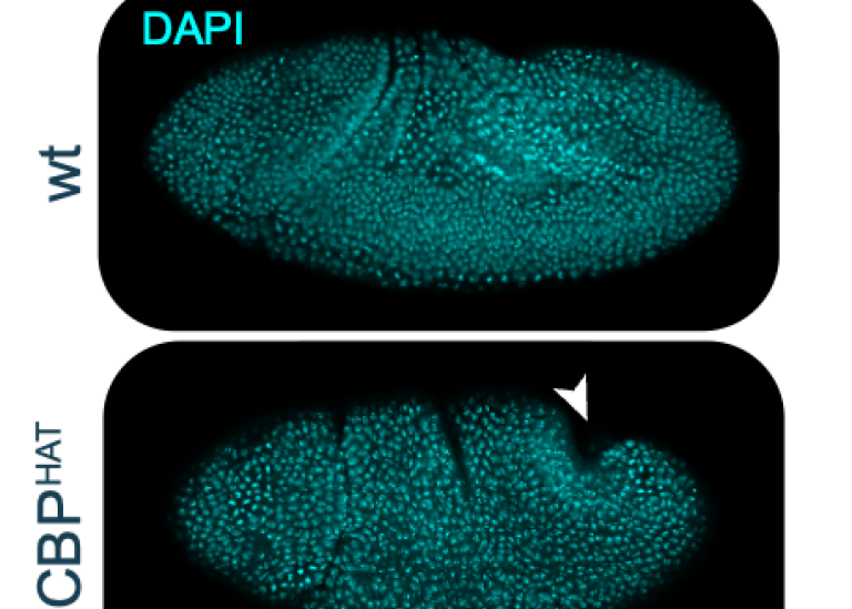 Embryo