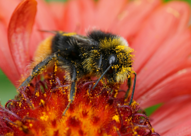Humla pollinerar blomma