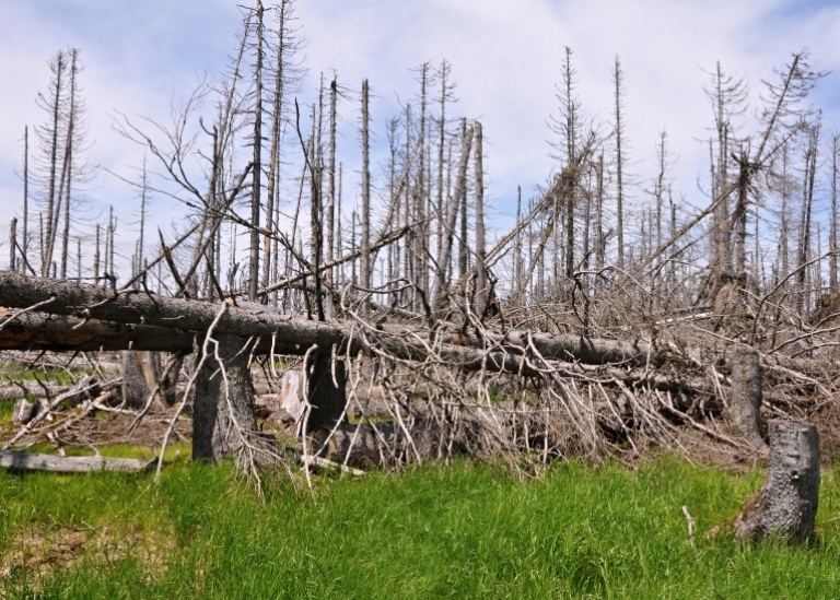 Forest that has died after being attacked by bark beetles.