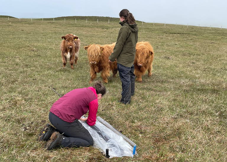 Curious highland cattle visiting the researchers working at the peat bog