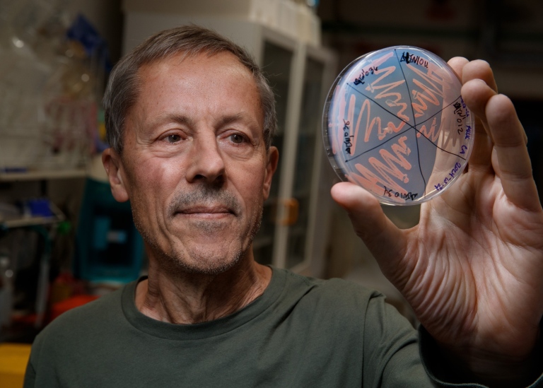 Person looks at an agar plate