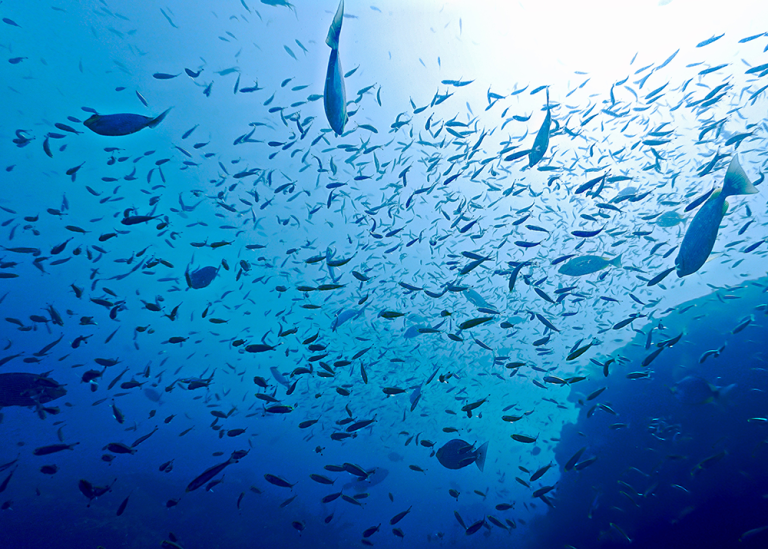 Fishes in the ocean