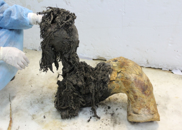 Leg of a mammoth partly covered in skin