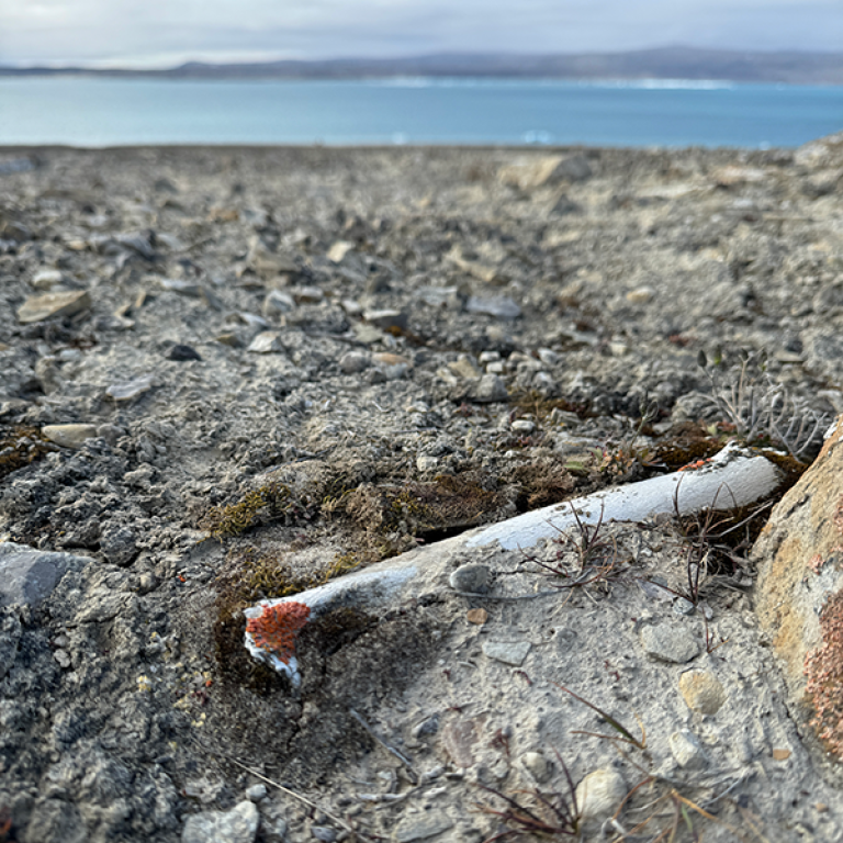Bone from muskox