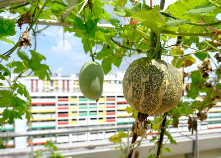 Stadsodling i Singapore.