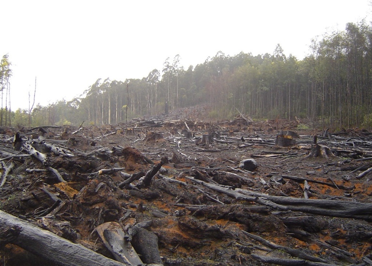 "Deforestation" Lic.CC BY 2.0. Source:https://search.creativecommons.org/photos/