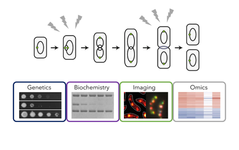 Jonas lab