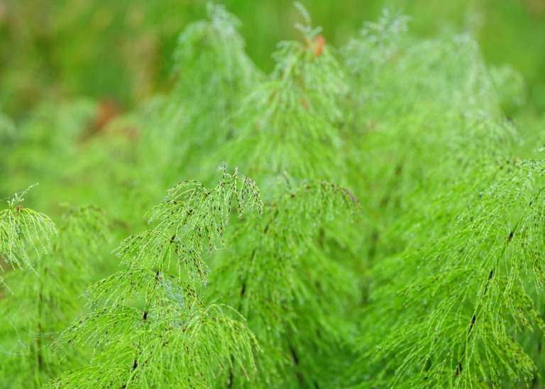 Fräkenväxter i naturen