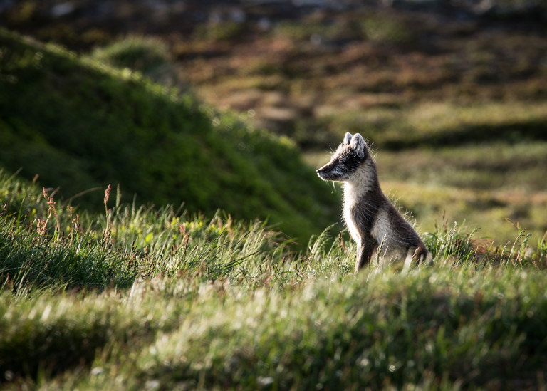 Fjällräv