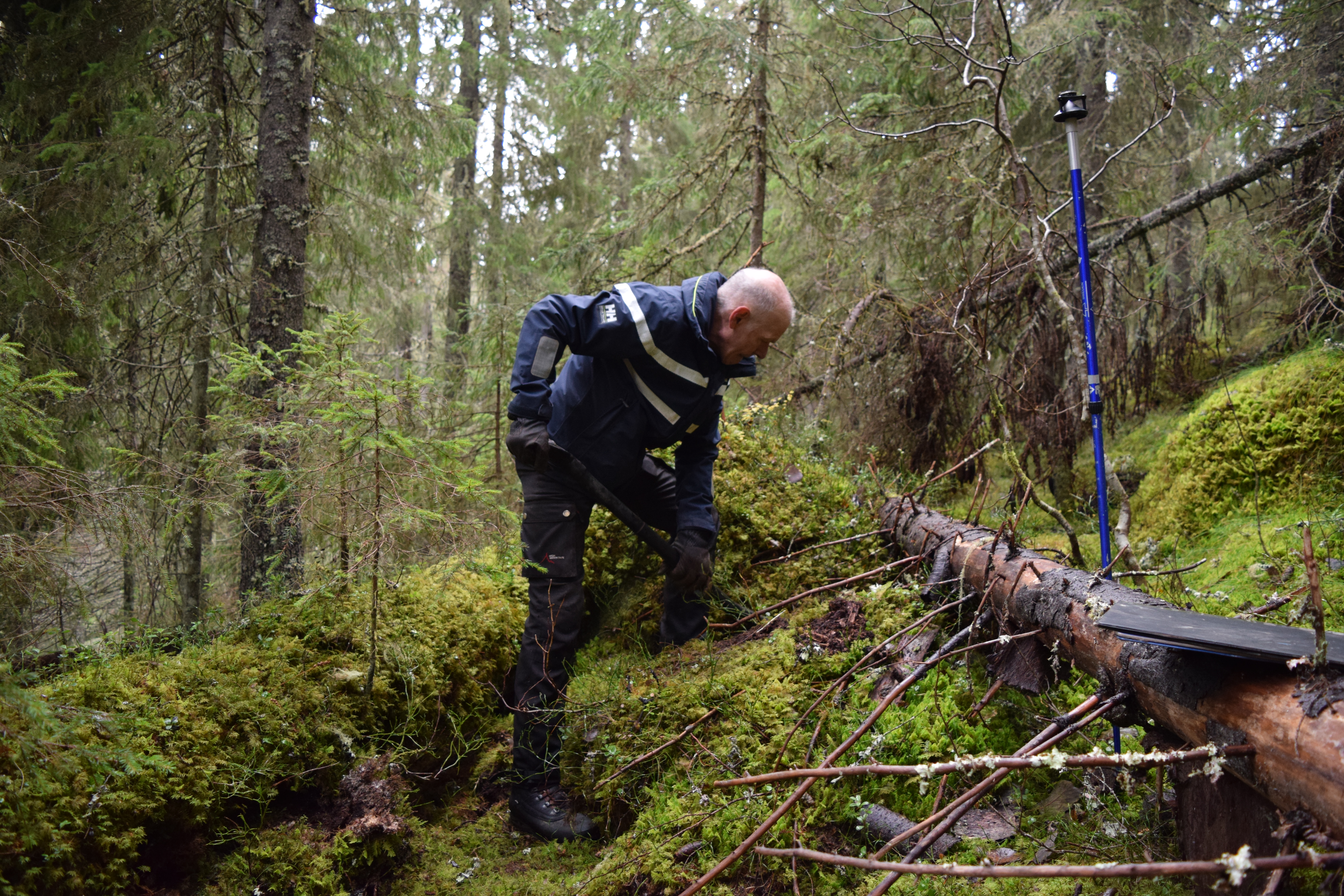 Man som gräver i marken bredvid en nerfälld gran i en tät nordisk skog