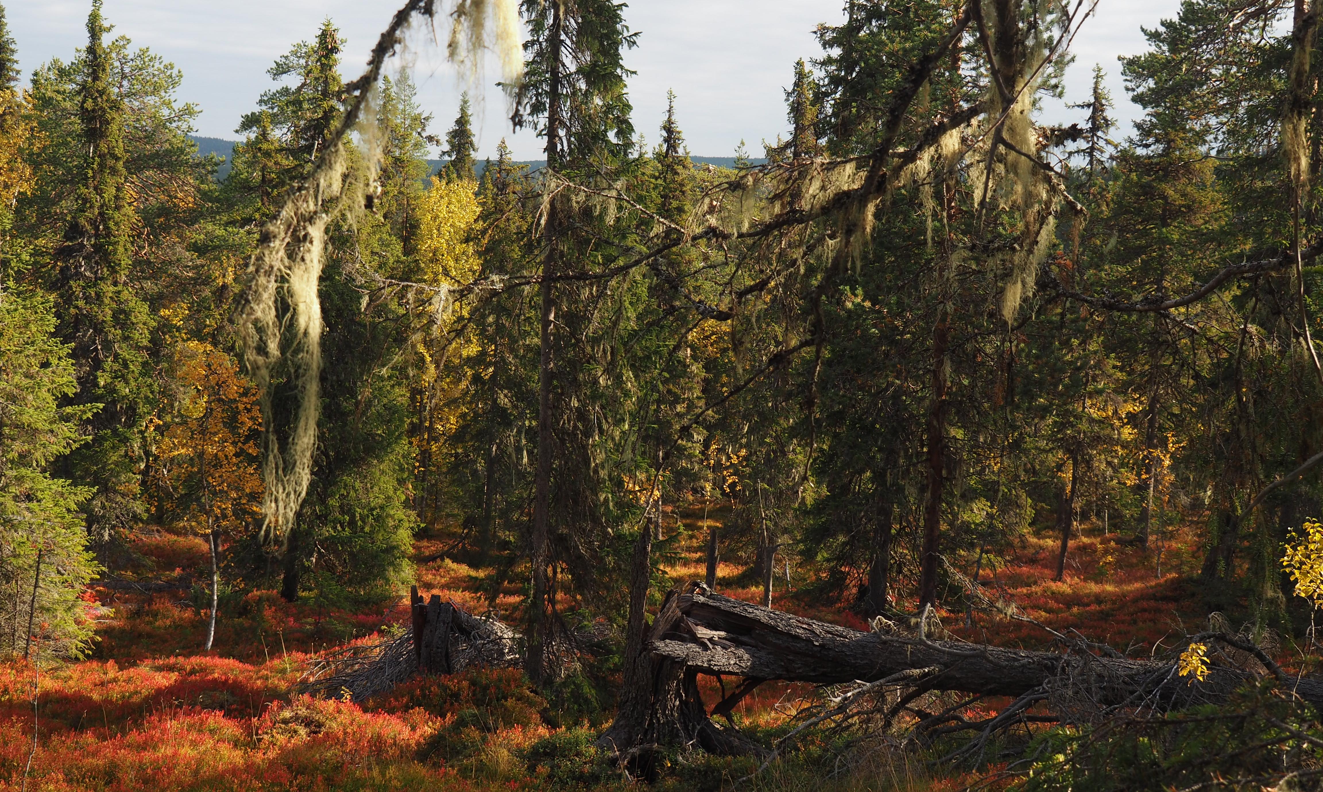 höstbild på skog