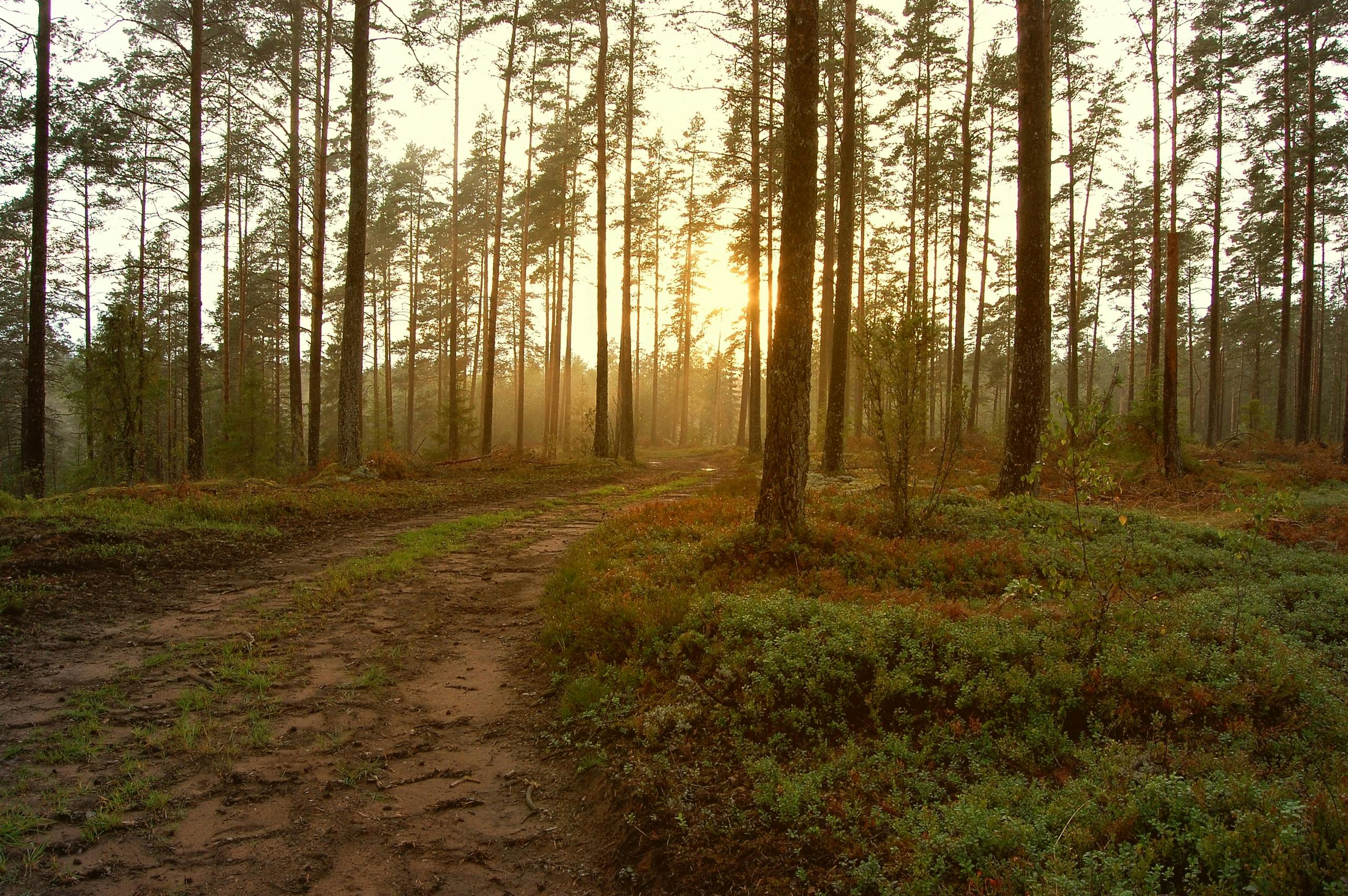 Photo: Jonathan Petersson @pexel.com