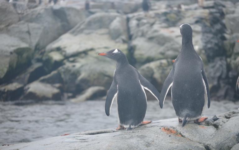 Two penguins seen from behind, standing next to each other
