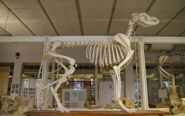 Osteoarkeologiska forskningslaboratoriet.