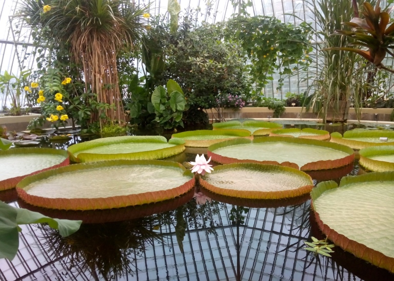 Blommande jättenäckros