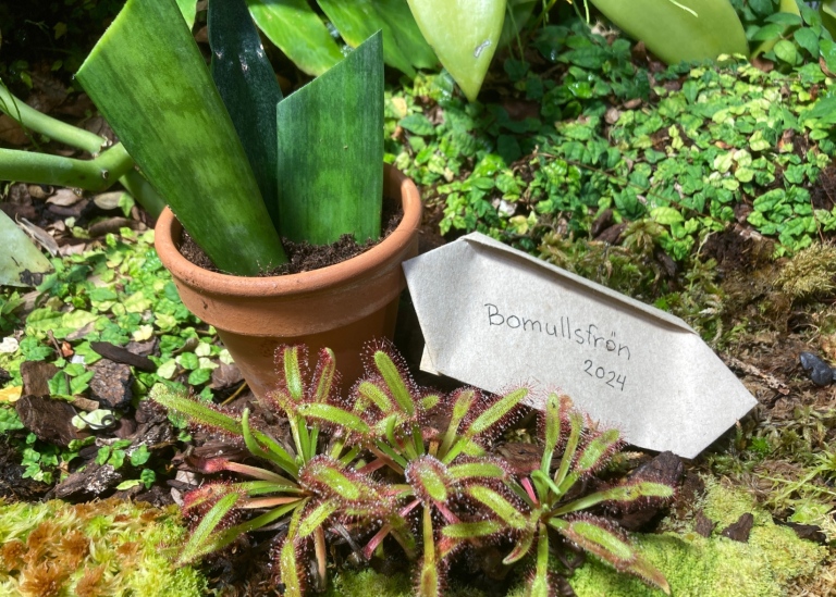 Köttätande sileshår (Droser sp.)