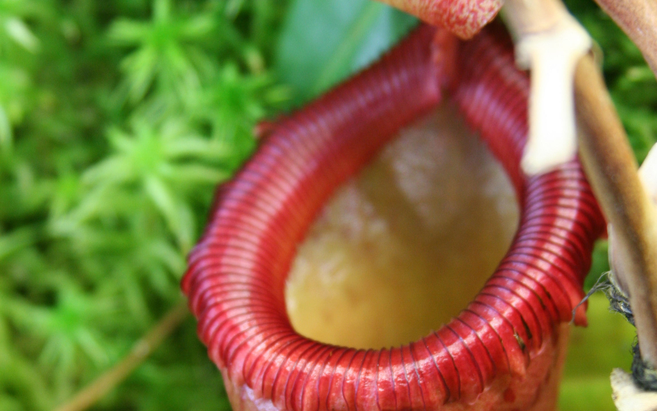 Köttätande Nepenthes