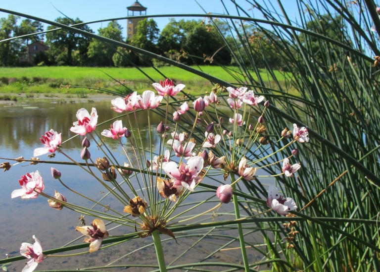 Våtmarken i Bergianska trädgården
