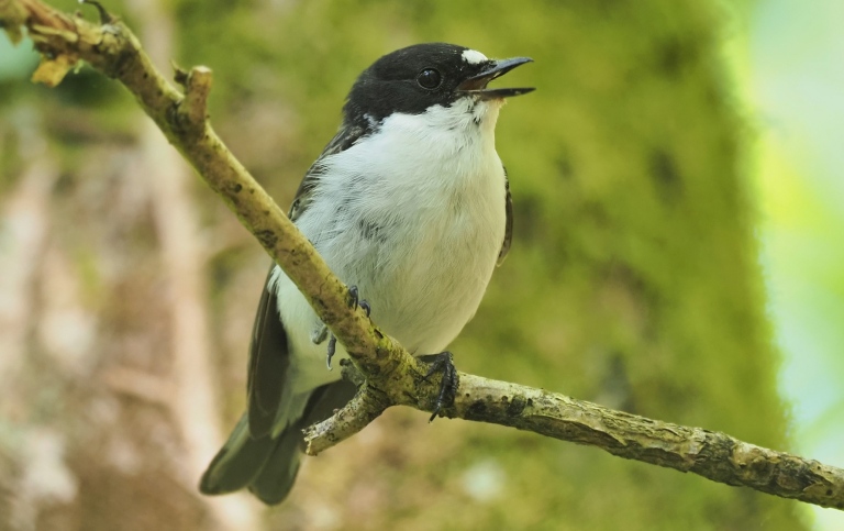 Pied flycatcher.